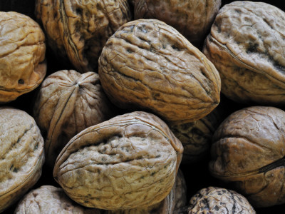 Common Walnuts, Native To Southern Europe And Asia by Philippe Clement Pricing Limited Edition Print image