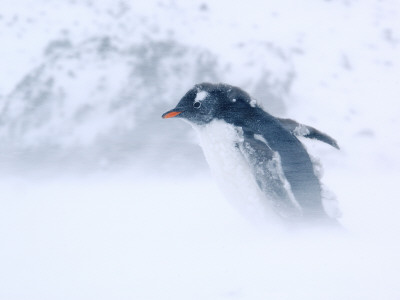 Gentoo Penguin Walking Through Snow Storm, Antarctica by Edwin Giesbers Pricing Limited Edition Print image
