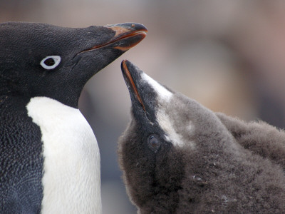 Adelie Penguin Chick Begging For Food, Antarctica by Edwin Giesbers Pricing Limited Edition Print image