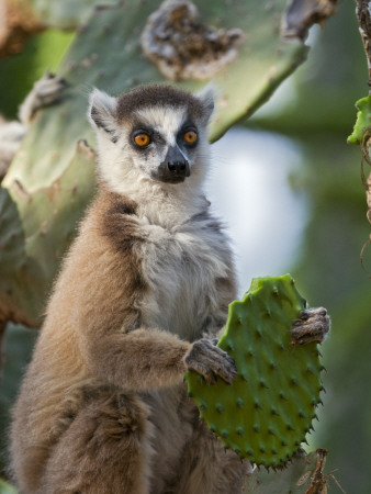 Ring-Tailed Lemur Feeding On Cactus, Berenty Private Reserve, Southern Madagascar by Mark Carwardine Pricing Limited Edition Print image