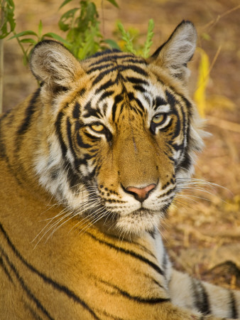 Bengal Tiger Resting Portrait, Ranthambhore Np, Rajasthan, India by T.J. Rich Pricing Limited Edition Print image