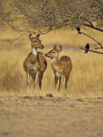 Chital Spotted Deer Mother And Young, Ranthambhore Np, Rajasthan, India by T.J. Rich Pricing Limited Edition Print image