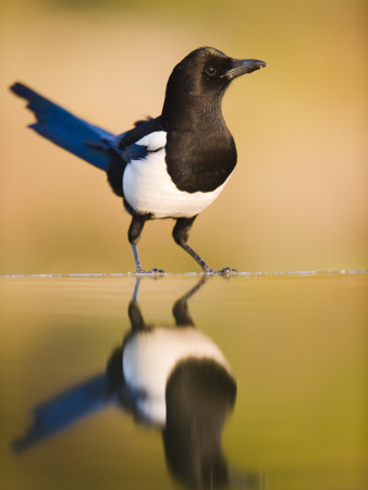 Magpie Coming To Drink At A Pool, Alicante, Spain by Niall Benvie Pricing Limited Edition Print image