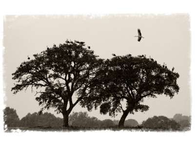 White Storks Coming In To Roost In Trees At Dusk, Near Seville, Spain, February 2008 by Niall Benvie Pricing Limited Edition Print image