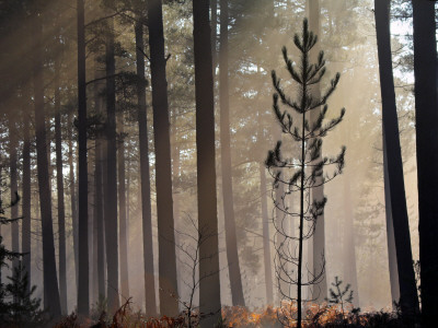 Pine Sapling In A Misty Pine Forest, New Forest, Hampshire, England by Adam Burton Pricing Limited Edition Print image