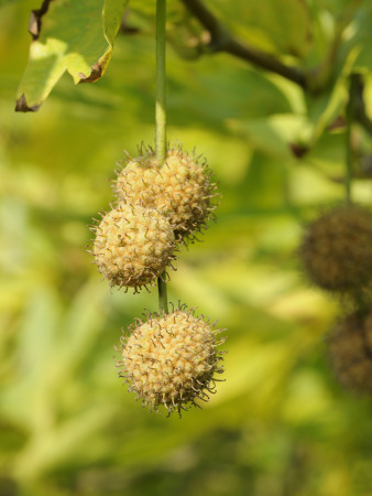 London Plane Tree Fruiting Catkins, Norfolk, Uk by Gary Smith Pricing Limited Edition Print image