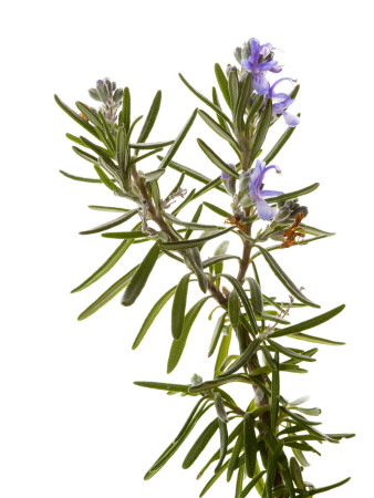 Rosemary In Flower, Spain by Niall Benvie Pricing Limited Edition Print image
