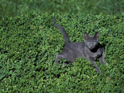 Russian Blue Cat Lying On Plants In A Garden, Italy by Adriano Bacchella Pricing Limited Edition Print image
