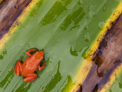 Golden Mantella Frog On Leaf, Madagascar by Edwin Giesbers Pricing Limited Edition Print image