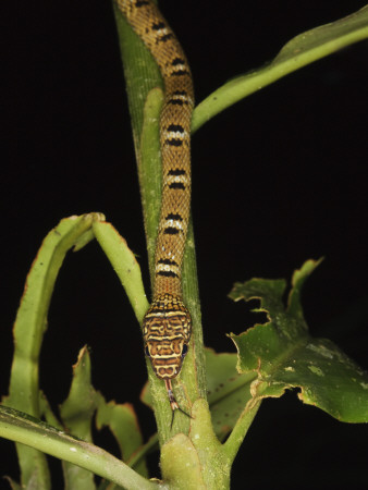 Twin-Barred Tree Snake Climbing Down A Plant Stem, Danum Valley, Sabah, Borneo by Tony Heald Pricing Limited Edition Print image