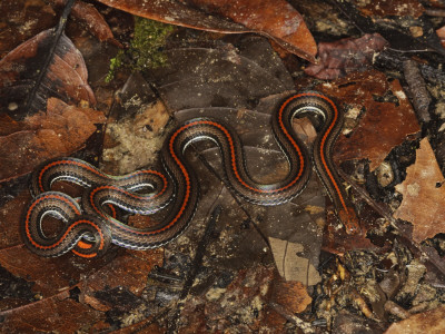 Reed Snake On Rainforest Floor, Danum Valley, Sabah, Borneo by Tony Heald Pricing Limited Edition Print image