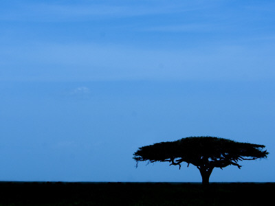 Acacia Tree Silhouetted, Tanzania by Edwin Giesbers Pricing Limited Edition Print image