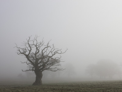 Single Tree Silhouetted In Field, Mist In Rural Mid-Devon Near Winkleigh, Devon, England by Adam Burton Pricing Limited Edition Print image