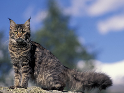 Looking Up At Maine Coon Cat by Adriano Bacchella Pricing Limited Edition Print image