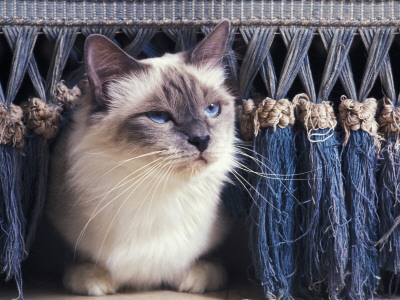 Birman Cat Amongst Tassles Under Furniture by Adriano Bacchella Pricing Limited Edition Print image