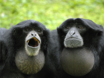 Two Siamang Gibbons Calling, Vocal Pouches Inflated, Endangered, From Se Asia by Eric Baccega Pricing Limited Edition Print image