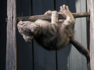 Scottish Fold Cat Hanging Upside-Down From Ladder Rung, Italy by Adriano Bacchella Pricing Limited Edition Print image