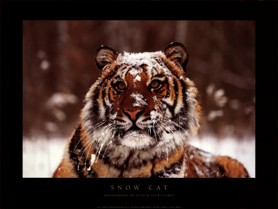 Snow Cat by Alan & Sandy Carey Pricing Limited Edition Print image