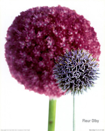 Allium And Echinop by Fleur Olby Pricing Limited Edition Print image
