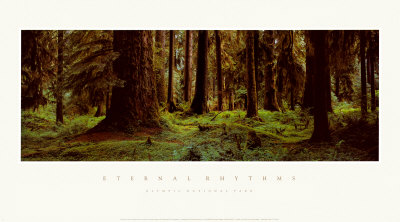 Hall Of Mosses, Olympic National Park by Susan Drinker Pricing Limited Edition Print image