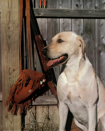 Yellow Lab by Joe Cole Pricing Limited Edition Print image