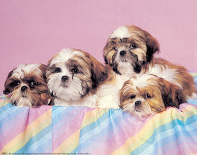 Tzu Dogs by Ron Kimball Pricing Limited Edition Print image