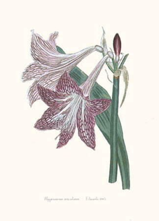 Hippeastrum Reticulatum by John Edwards Pricing Limited Edition Print image