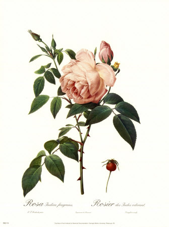 Indica Fragrans by Pierre-Joseph Redouté Pricing Limited Edition Print image