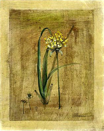Allium by Paul Hargittai Pricing Limited Edition Print image