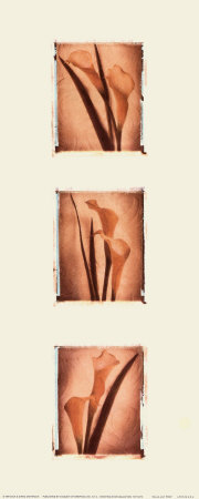 Calla Lily Trio by Rosalind Oesterle Pricing Limited Edition Print image