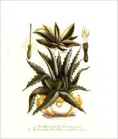 Aloe Mucronato by Johann Wilhelm Weinmann Pricing Limited Edition Print image