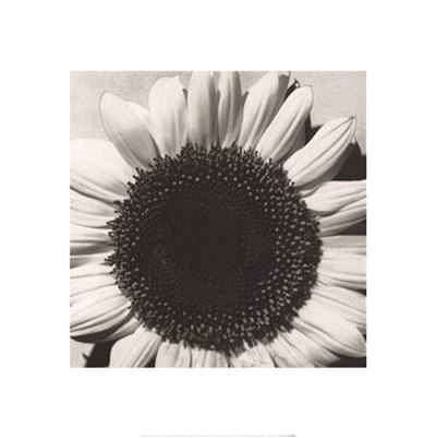 Sunflower by Graeme Harris Pricing Limited Edition Print image