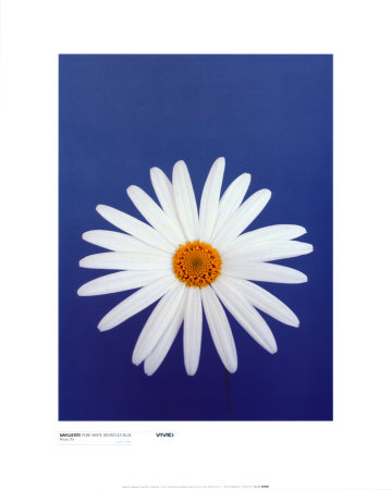 Marguerite Pure White On Reflex Blue by Masao Ota Pricing Limited Edition Print image