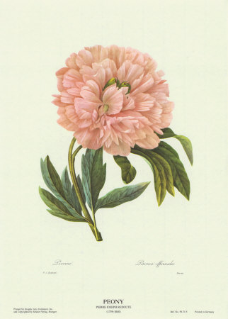 Peony by Pierre-Joseph Redoute Pricing Limited Edition Print image