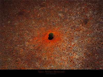 The Tree Of Life by Yann Arthus-Bertrand Pricing Limited Edition Print image