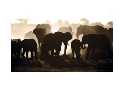 Elephant Herd by Theo Allofs Pricing Limited Edition Print image