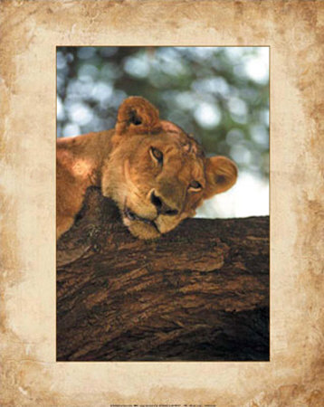 Lioness by Keith Levit Pricing Limited Edition Print image