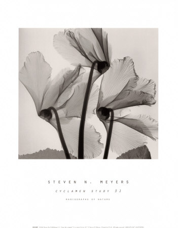 Cyclamen Study I by Steven N. Meyers Pricing Limited Edition Print image