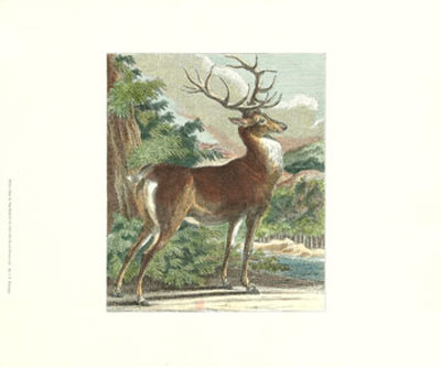 Deer In The Wild Iv by Johann Elias Ridinger Pricing Limited Edition Print image