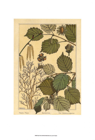 Hazel Tree by M. P. Verneuil Pricing Limited Edition Print image