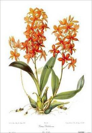 Sertum Orchidaceum by Sir John Lindley Pricing Limited Edition Print image