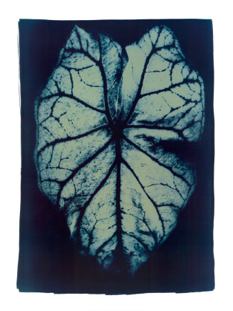 Leaf Study I, 2002 by Thomas Hager Pricing Limited Edition Print image