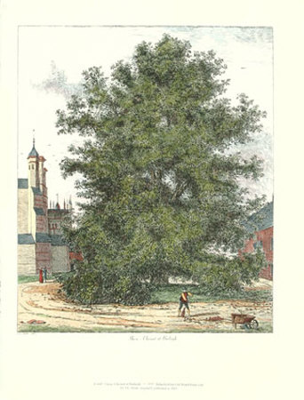 Horse Chestnut Tree by Jacob George Strutt Pricing Limited Edition Print image