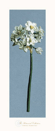 Chinese Sacred Lily by Francesco Mengucci Pricing Limited Edition Print image