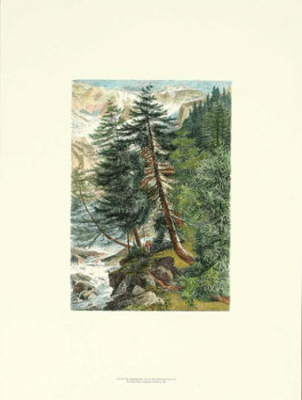The Adaptable Pine Tree by Ernest Heyn Pricing Limited Edition Print image