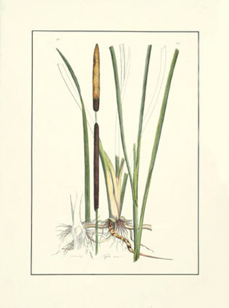 Cattail by Samuel Curtis Pricing Limited Edition Print image