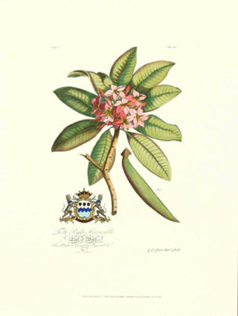 Royal Botanical V by Georg Dionysius Ehret Pricing Limited Edition Print image