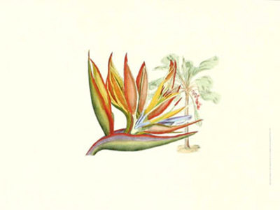 Bird Of Paradise Ii by Sydenham Teast Edwards Pricing Limited Edition Print image