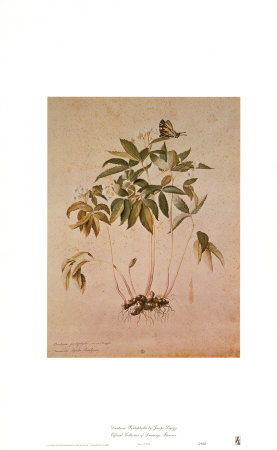 Dentaria Pentaphylla by Jacopo Ligozzi Pricing Limited Edition Print image