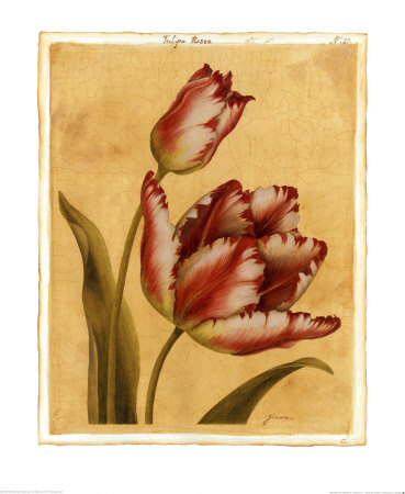 Tulipa Rosea by Jinna Mchugh Pricing Limited Edition Print image